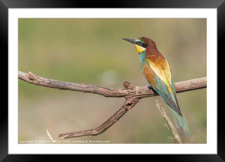 European Bee-eater (Merops apiaster) perched on branch. Framed Mounted Print by Christian Decout