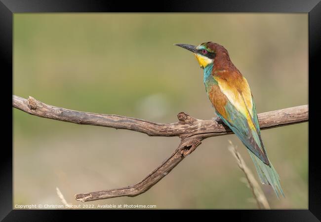 European Bee-eater (Merops apiaster) perched on branch. Framed Print by Christian Decout