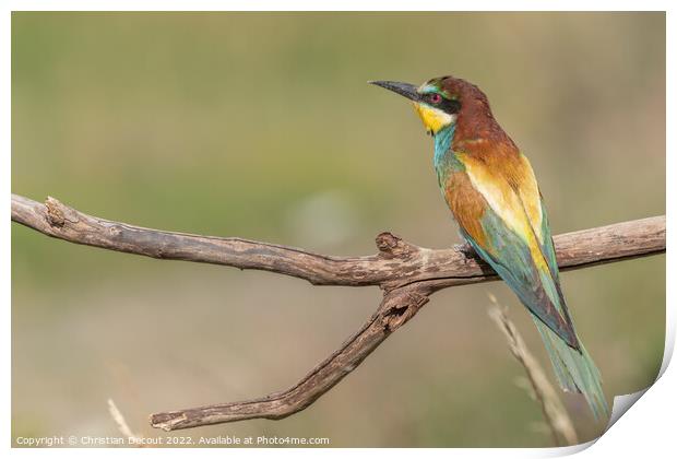 European Bee-eater (Merops apiaster) perched on branch. Print by Christian Decout