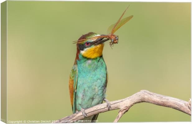 European Bee-eater (Merops apiaster) perched on branch with a dragonfly in its beak. Canvas Print by Christian Decout