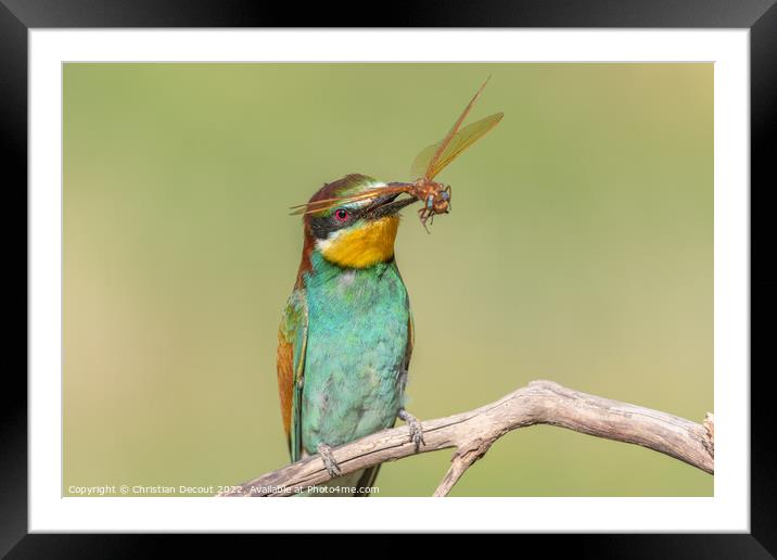 European Bee-eater (Merops apiaster) perched on branch with a dragonfly in its beak. Framed Mounted Print by Christian Decout