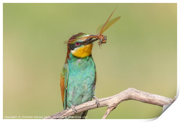 European Bee-eater (Merops apiaster) perched on branch with a dragonfly in its beak. Print by Christian Decout