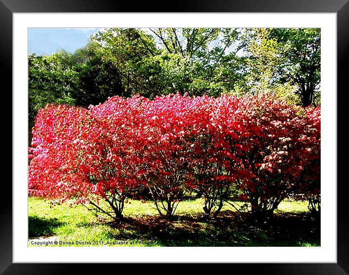 Burning Bush Framed Mounted Print by Donna Duclos