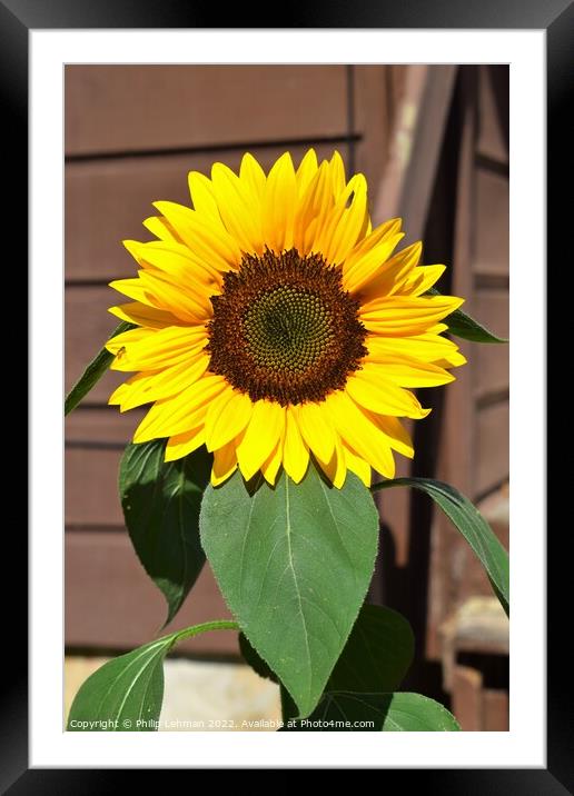 Sunflower Closeup (14A) Framed Mounted Print by Philip Lehman