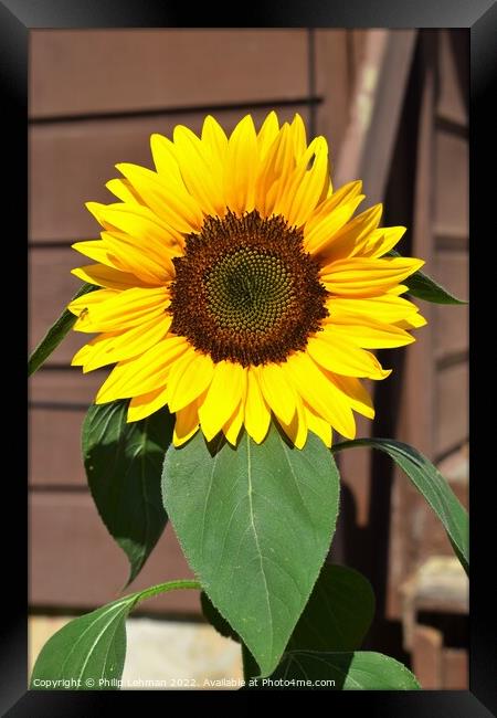 Sunflower Closeup (14A) Framed Print by Philip Lehman