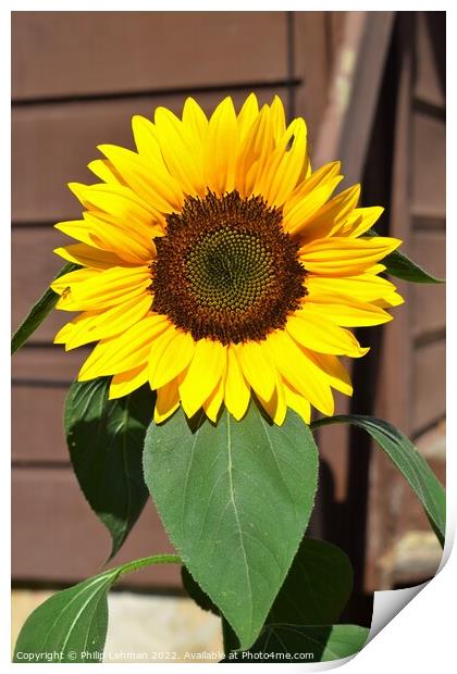 Sunflower Closeup (14A) Print by Philip Lehman