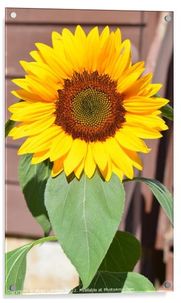 Sunflower Closeup (7A) Acrylic by Philip Lehman