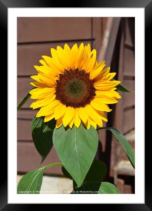 Sunflower Closeup (17A) Framed Mounted Print by Philip Lehman