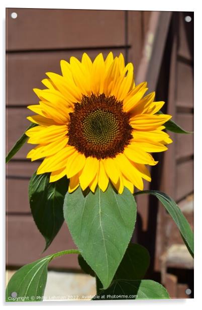 Sunflower Closeup (17A) Acrylic by Philip Lehman