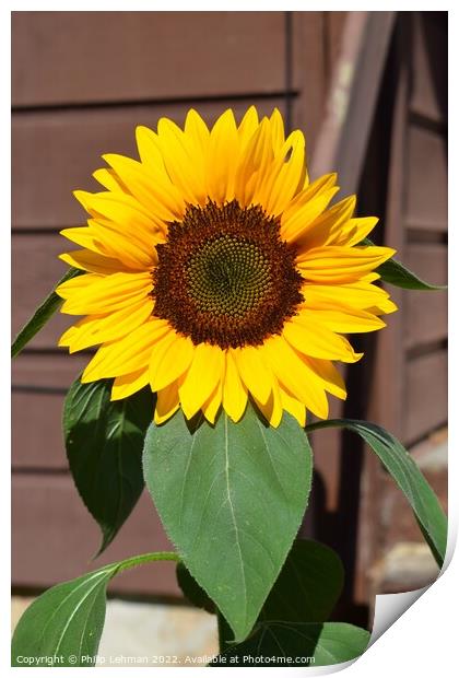 Sunflower Closeup (17A) Print by Philip Lehman