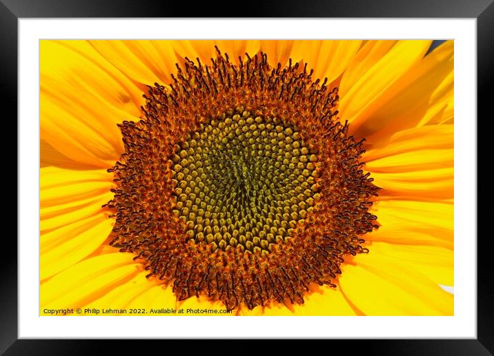 Sunflower Closeup (3A) Framed Mounted Print by Philip Lehman