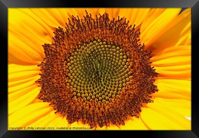 Sunflower Closeup (3A) Framed Print by Philip Lehman
