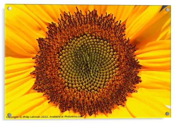 Sunflower Closeup (3A) Acrylic by Philip Lehman