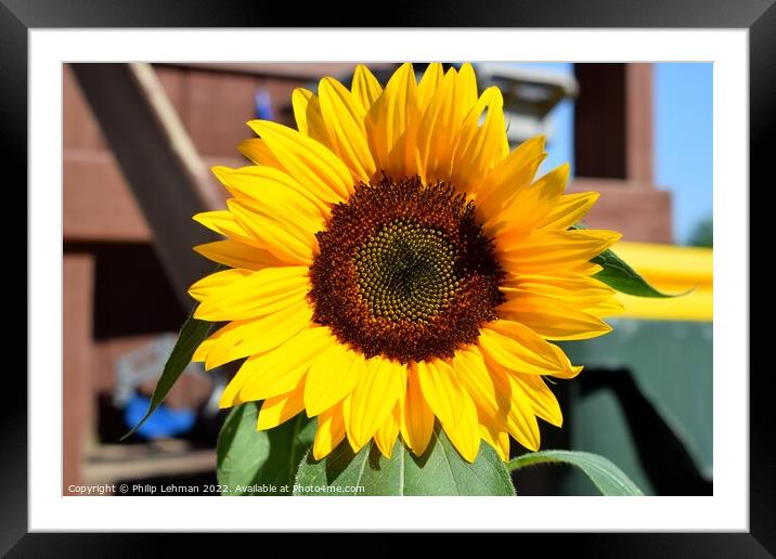 Sunflower Closeup (2A) Framed Mounted Print by Philip Lehman