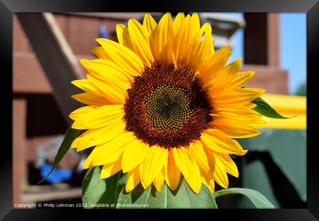 Sunflower Closeup (2A) Framed Print by Philip Lehman