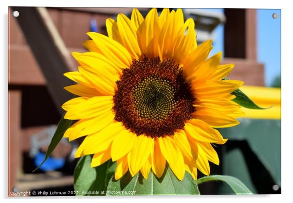 Sunflower Closeup (2A) Acrylic by Philip Lehman