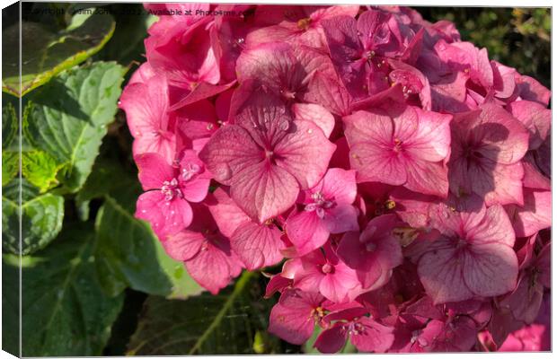 Hydrangea in morning sunshine Canvas Print by Jim Jones