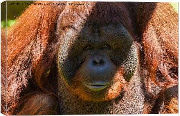 Flanged male orangutan close-up Canvas Print by rawshutterbug 