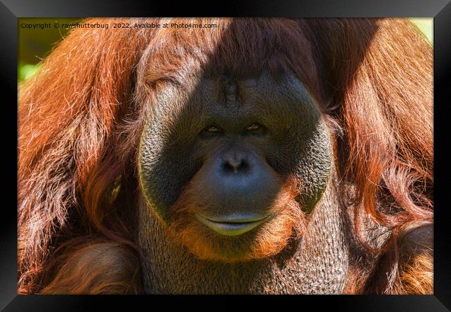 Flanged male orangutan close-up Framed Print by rawshutterbug 