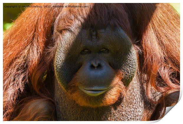 Flanged male orangutan close-up Print by rawshutterbug 