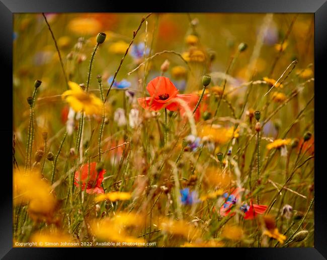 poppy amongst the meadow flowers Framed Print by Simon Johnson