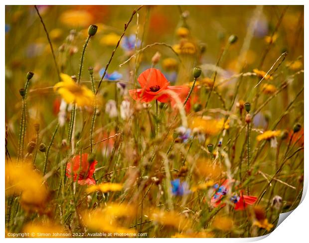 poppy amongst the meadow flowers Print by Simon Johnson