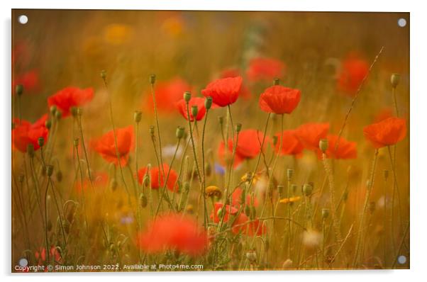 dreamy poppies Acrylic by Simon Johnson