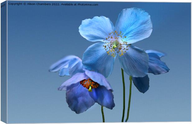 Himalayan Blue Poppies Canvas Print by Alison Chambers