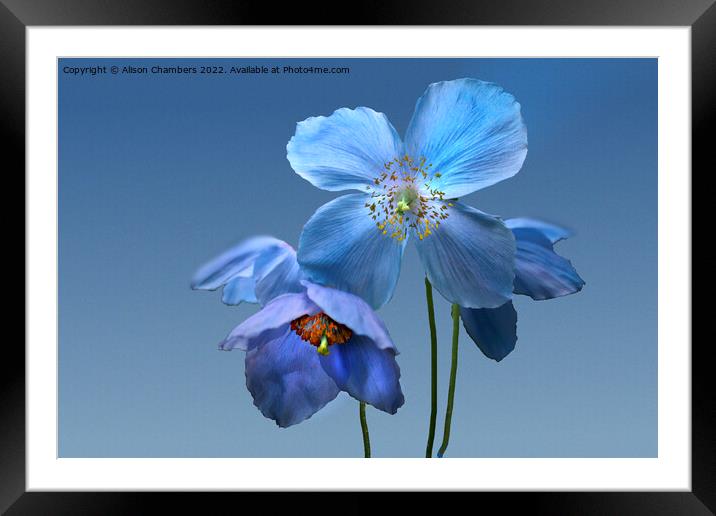 Himalayan Blue Poppies Framed Mounted Print by Alison Chambers