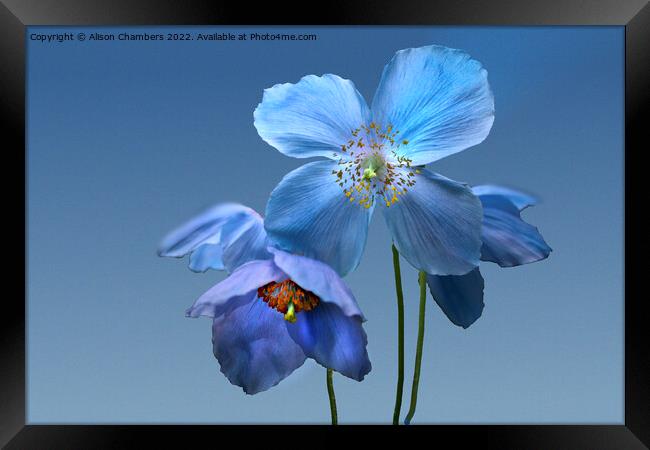 Himalayan Blue Poppies Framed Print by Alison Chambers