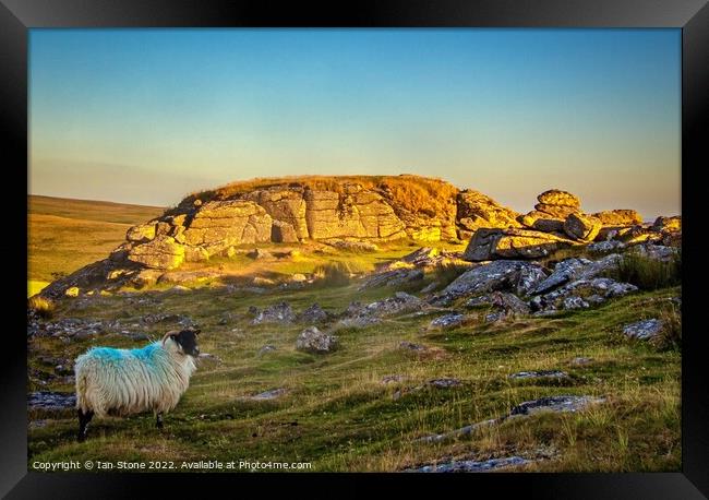 Serene Sheep Basking in Sunset Glow Framed Print by Ian Stone