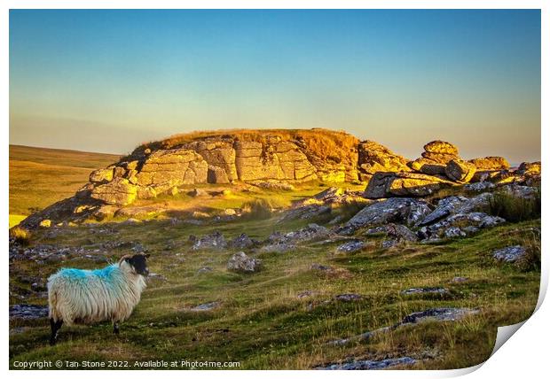 Serene Sheep Basking in Sunset Glow Print by Ian Stone