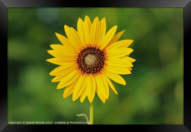 Kansas Wild Sunflower closeup with green backgroun Framed Print by Robert Brozek