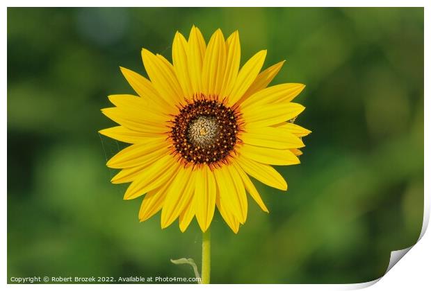 Kansas Wild Sunflower closeup with green backgroun Print by Robert Brozek