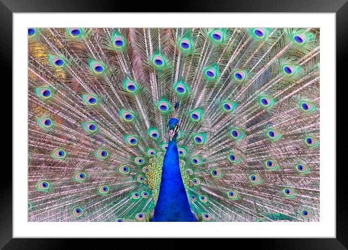 impressive portrait of a peacock with its tail open Framed Mounted Print by David Galindo
