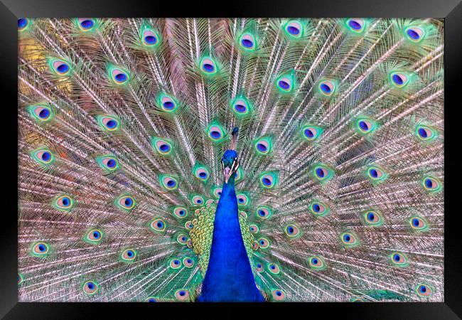impressive portrait of a peacock with its tail open Framed Print by David Galindo