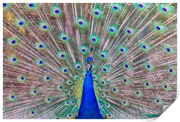 impressive portrait of a peacock with its tail open Print by David Galindo