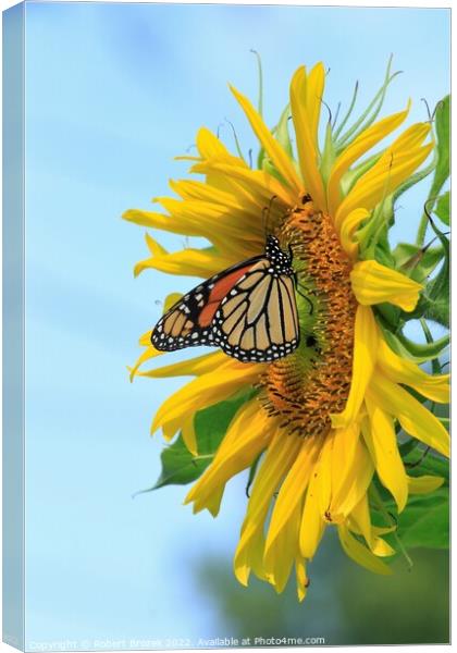 A Monarch Butterfly closeup on a Kansas Sunflower  Canvas Print by Robert Brozek
