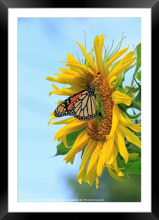 A Monarch Butterfly closeup on a Kansas Sunflower  Framed Mounted Print by Robert Brozek