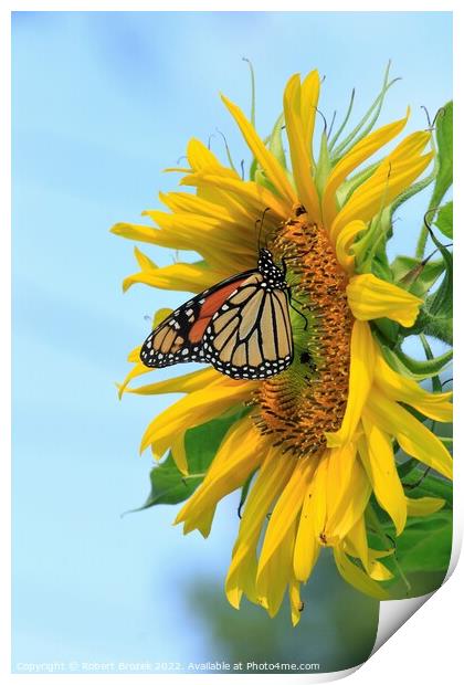 A Monarch Butterfly closeup on a Kansas Sunflower  Print by Robert Brozek