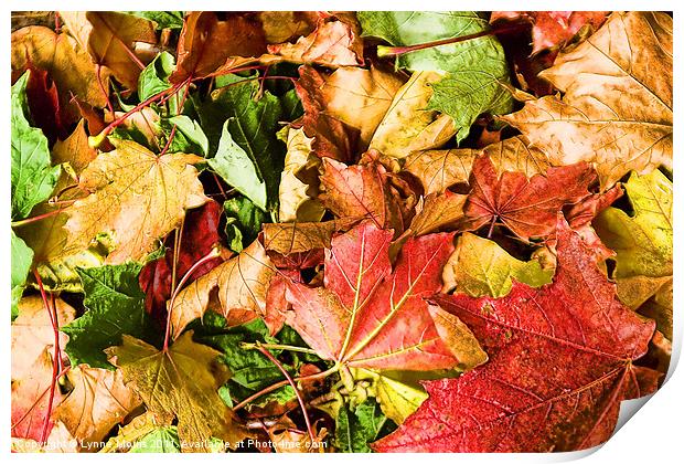 Turning Leaves Print by Lynne Morris (Lswpp)