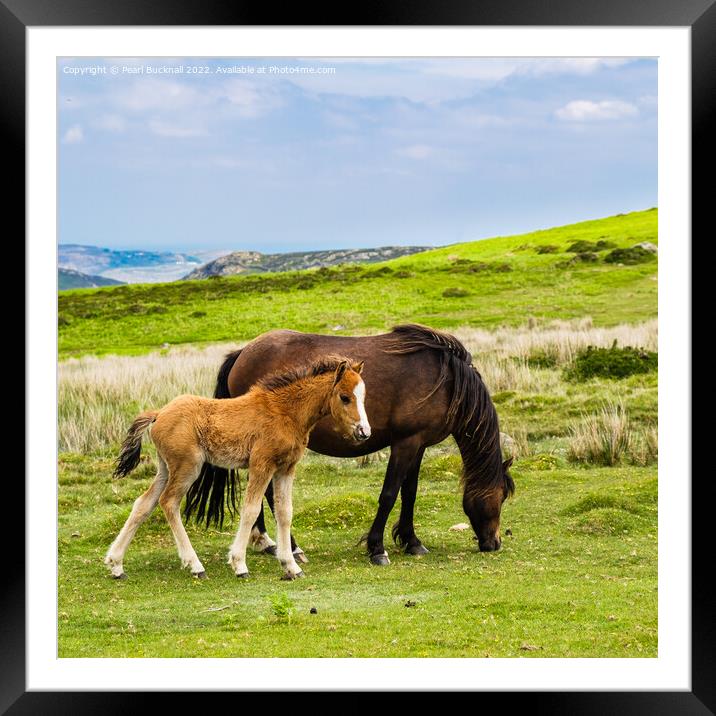 Wild Welsh Mountain Ponies Carneddau Snowdonia Framed Mounted Print by Pearl Bucknall