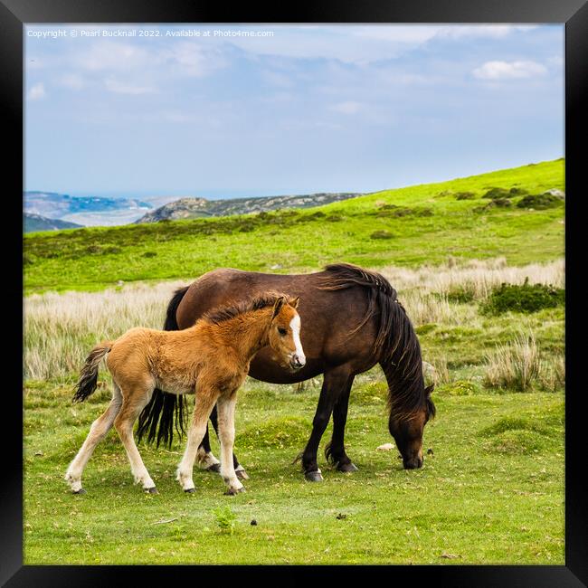 Wild Welsh Mountain Ponies Carneddau Snowdonia Framed Print by Pearl Bucknall