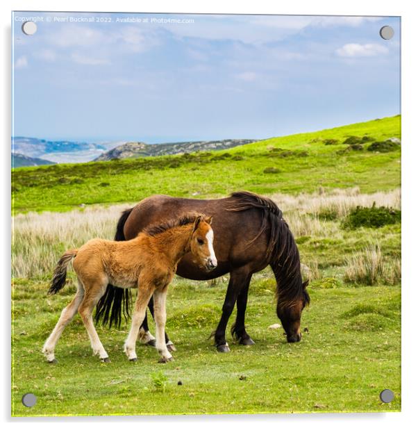 Wild Welsh Mountain Ponies Carneddau Snowdonia Acrylic by Pearl Bucknall