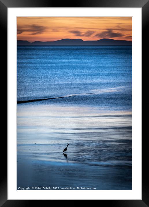 Heron at Dusk Framed Mounted Print by Peter O'Reilly