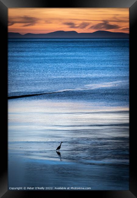 Heron at Dusk Framed Print by Peter O'Reilly