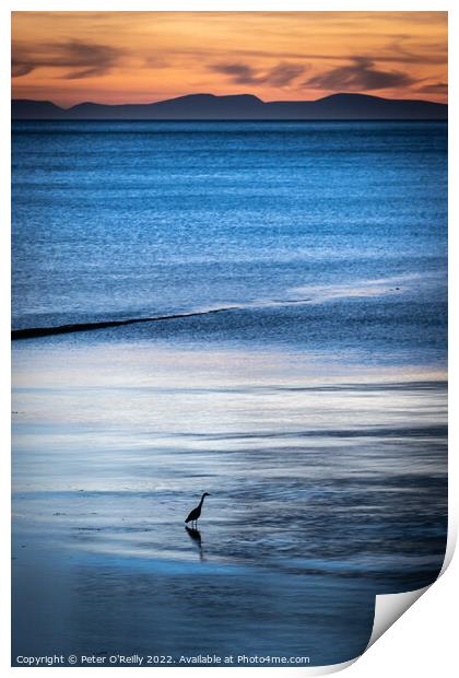 Heron at Dusk Print by Peter O'Reilly
