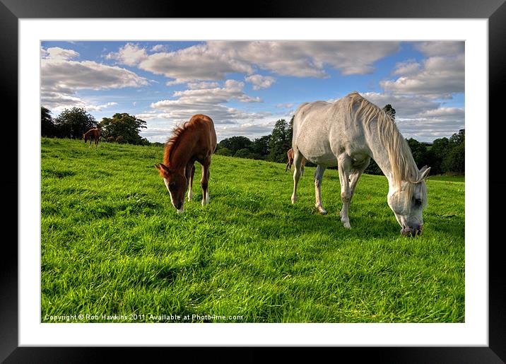Grazing the Meadow Framed Mounted Print by Rob Hawkins