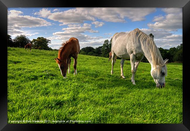 Grazing the Meadow Framed Print by Rob Hawkins