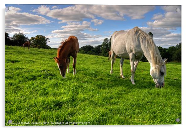 Grazing the Meadow Acrylic by Rob Hawkins
